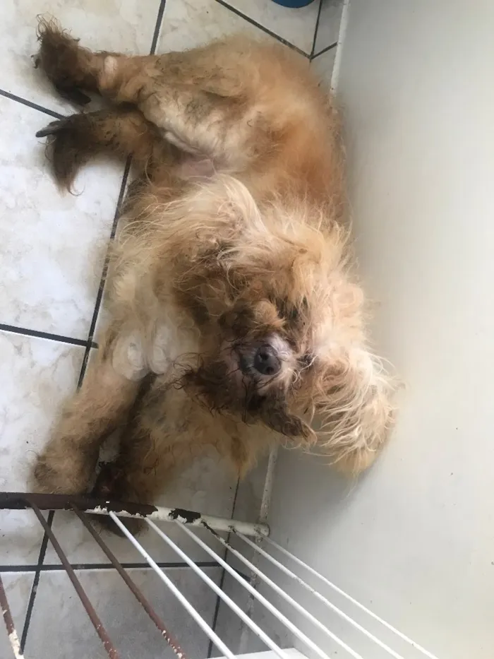Cachorro ra a Poodle idade 6 ou mais anos nome Sid