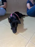 Pretinha