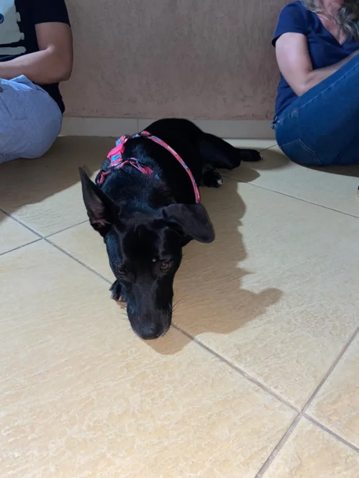 Cachorro raça SRD idade 2 anos nome Pretinha