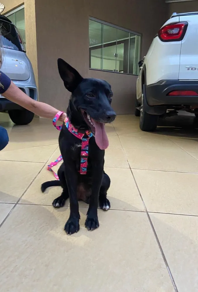 Cachorro raça SRD idade 2 anos nome Pretinha