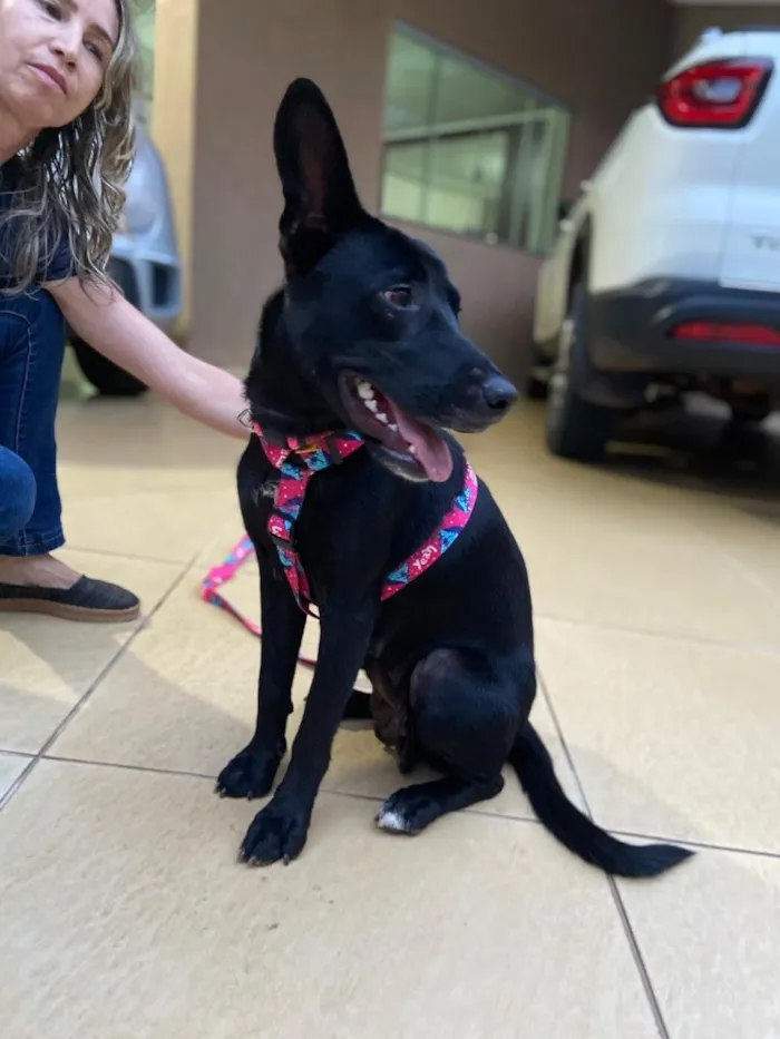 Cachorro raça SRD idade 2 anos nome Pretinha