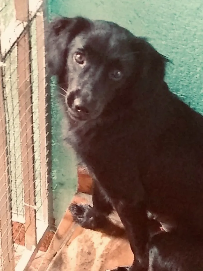 Cachorro ra a SRD idade 7 a 11 meses nome Popy