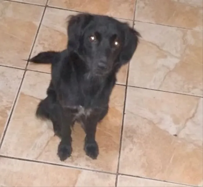 Cachorro ra a SRD idade 7 a 11 meses nome Popy