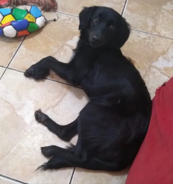 Cachorro ra a SRD idade 7 a 11 meses nome Popy