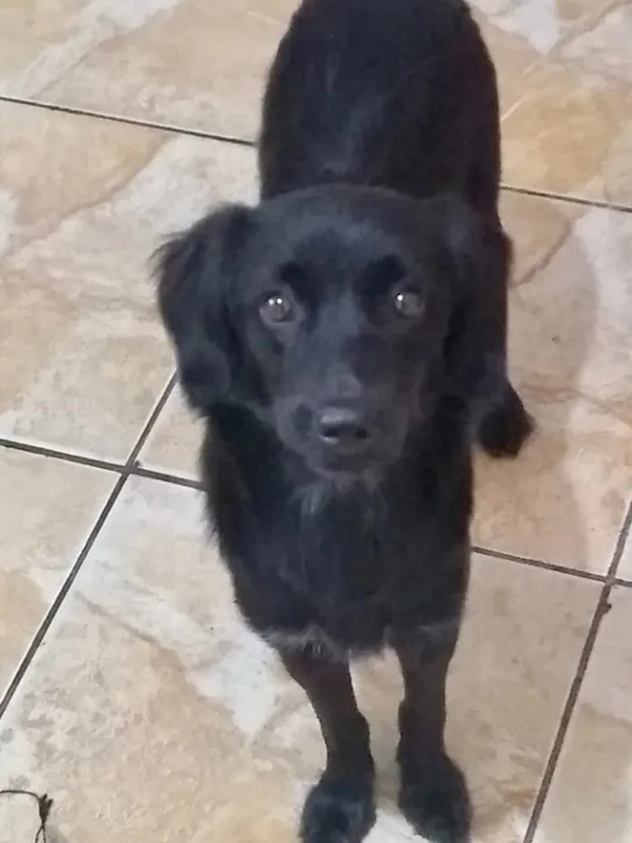 Cachorro ra a SRD idade 7 a 11 meses nome Popy