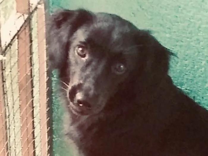 Cachorro ra a SRD idade 7 a 11 meses nome Popy