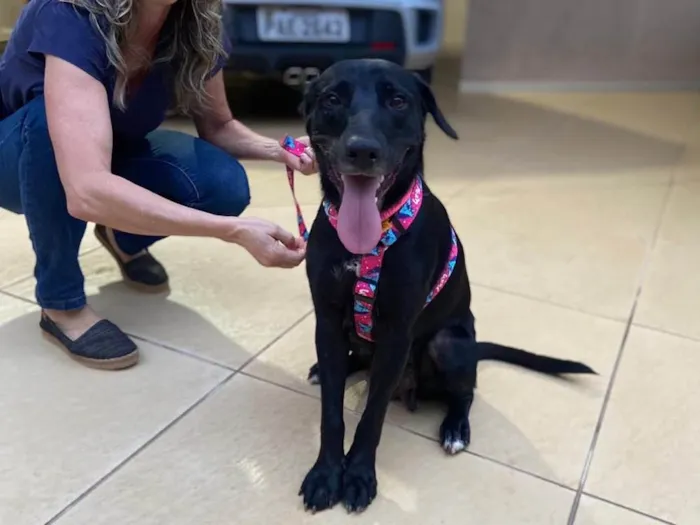 Cachorro raça SRD idade 2 anos nome Pretinha