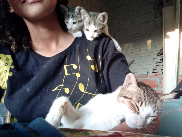 Gato ra a Não sei idade Abaixo de 2 meses nome Não tem
