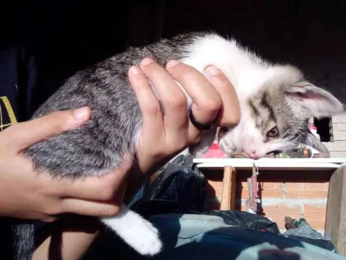 Gato ra a Não sei idade Abaixo de 2 meses nome Não tem