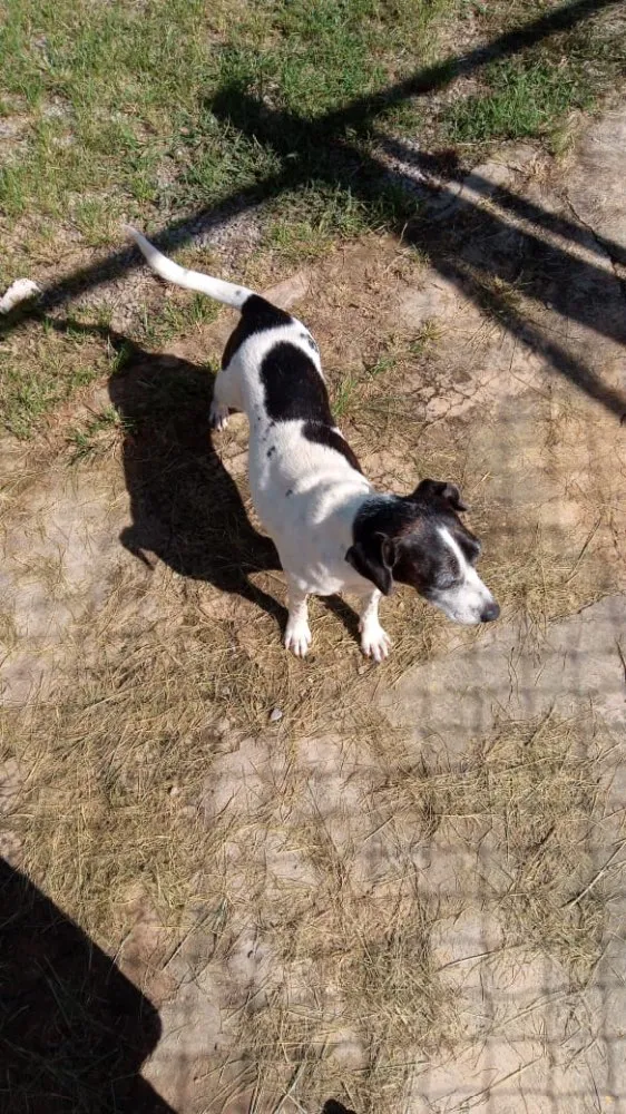 Cachorro raça SRD idade 3 anos nome Zezinha