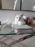 Mingau