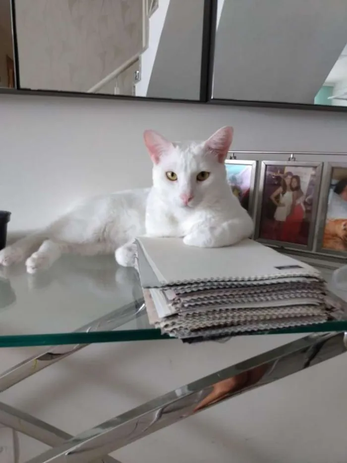 Gato ra a SRD idade 1 ano nome Mingau