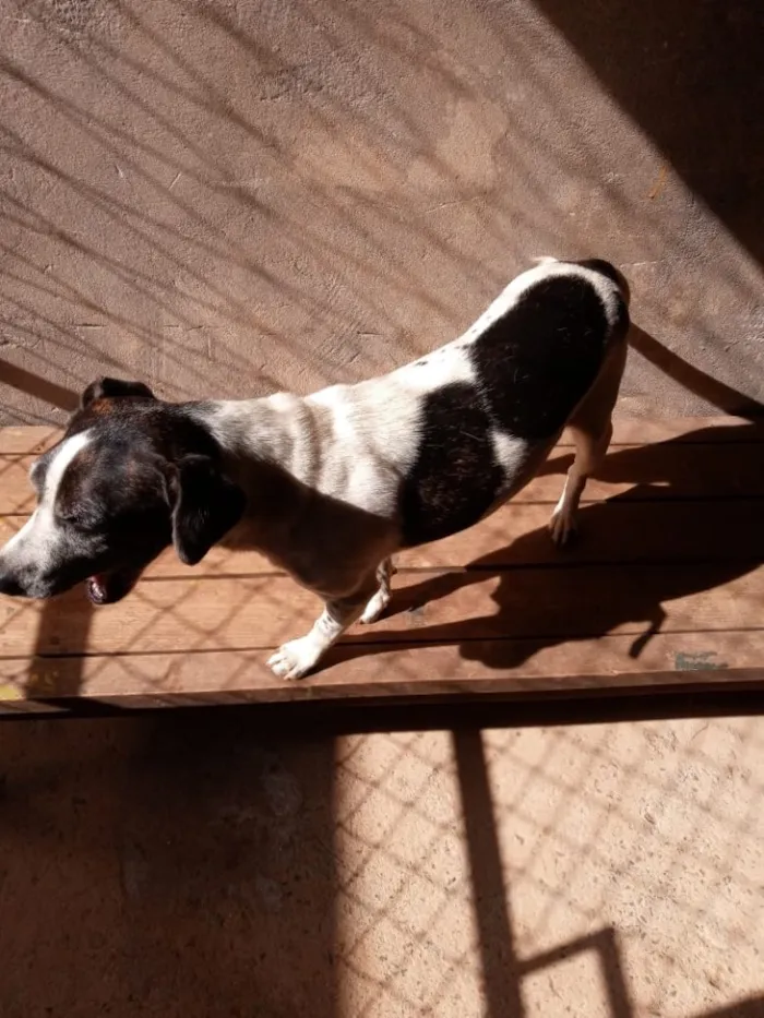 Cachorro raça SRD idade 3 anos nome Zezinha