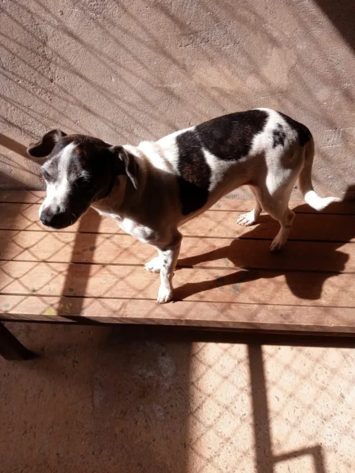 Cachorro raça SRD idade 3 anos nome Zezinha