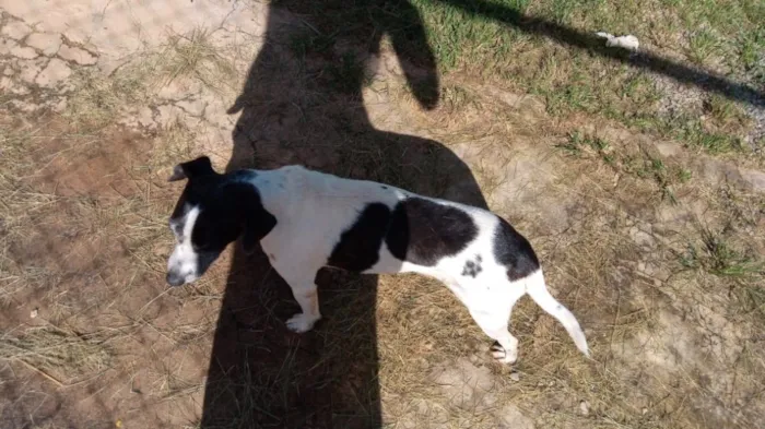 Cachorro raça SRD idade 3 anos nome Zezinha