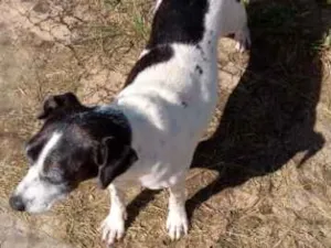 Cachorro raça SRD idade 3 anos nome Zezinha