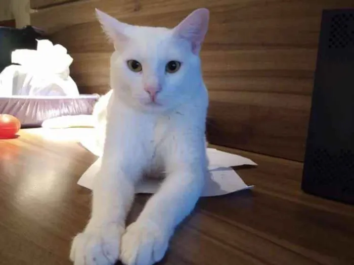 Gato ra a SRD idade 1 ano nome Mingau