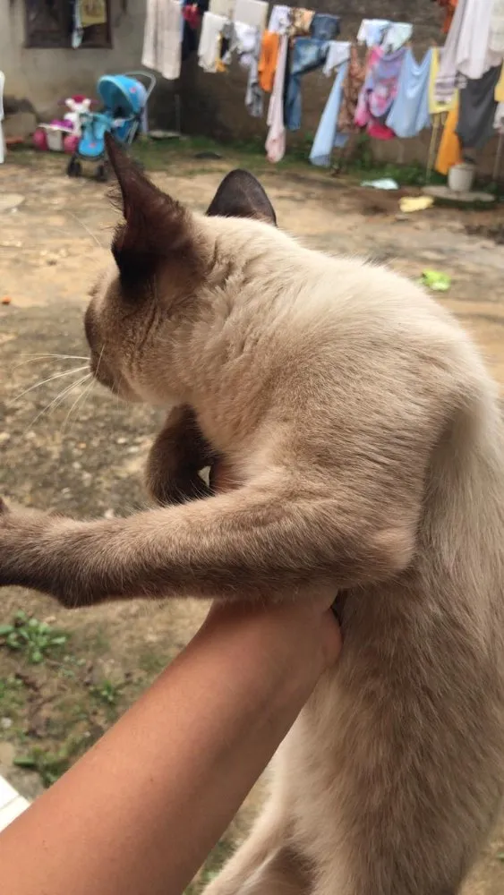 Gato ra a Siamês  idade 7 a 11 meses nome Sem nome