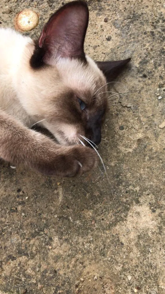 Gato ra a Siamês  idade 7 a 11 meses nome Sem nome