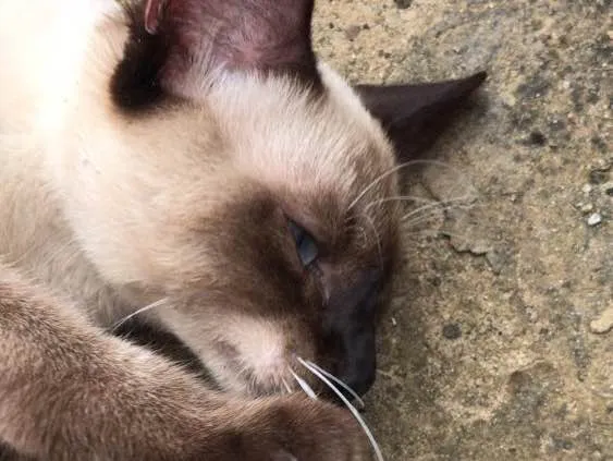 Gato ra a Siamês  idade 7 a 11 meses nome Sem nome