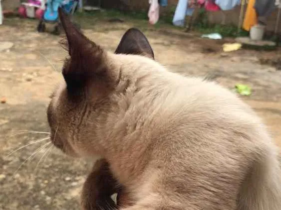 Gato ra a Siamês  idade 7 a 11 meses nome Sem nome