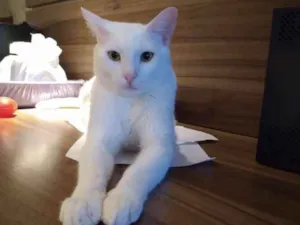 Gato raça SRD idade 1 ano nome Mingau