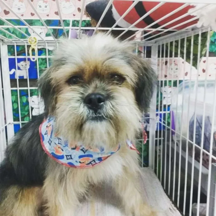 Cachorro raça Mestiço de YORK  idade 2 anos nome Mix de York