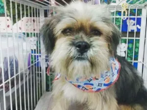Cachorro raça Mestiço de YORK  idade 2 anos nome Mix de York