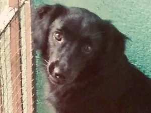 Cachorro raça SRD idade 7 a 11 meses nome Popy