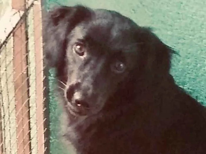 Cachorro ra a SRD idade 7 a 11 meses nome Popy