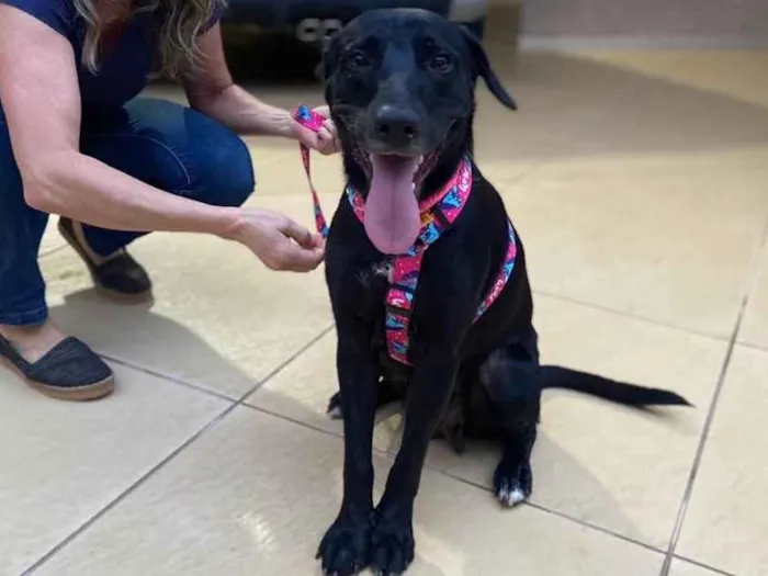 Cachorro raça SRD idade 2 anos nome Pretinha