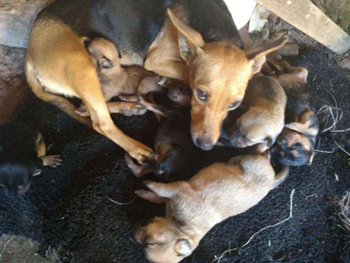 Cachorro ra a Vira lata  idade Abaixo de 2 meses nome São filhotes 