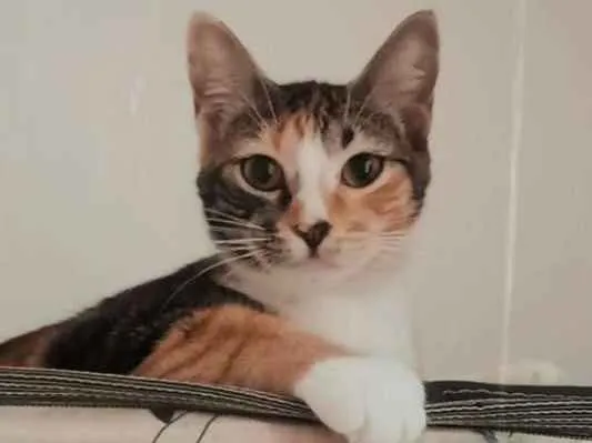 Gato ra a Vira lata  idade 7 a 11 meses nome Diana 
