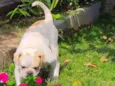 Jack -Bulldog Inglês