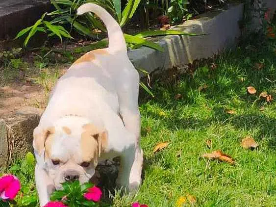 Cachorro ra a Bulldog idade 4 anos nome Jack -Bulldog Inglês