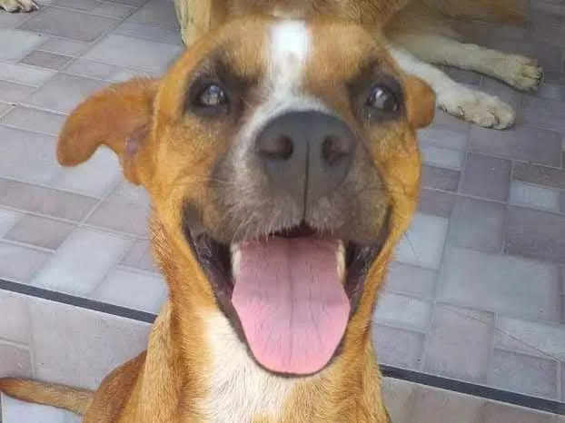 Cachorro ra a SRD idade 2 anos nome Dóris 
