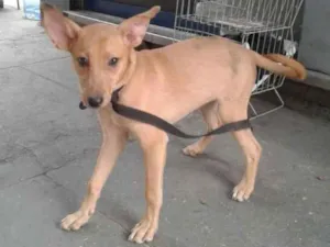 Cachorro raça srd idade 2 a 6 meses nome Sem nome