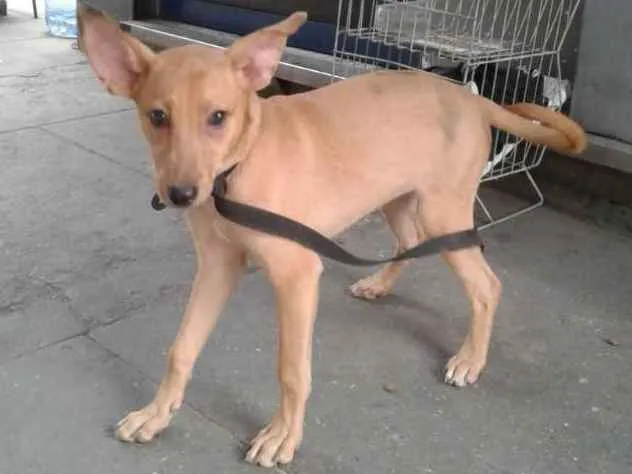 Cachorro ra a srd idade 2 a 6 meses nome Sem nome