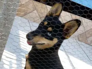 Cachorro raça husky siberiano/ desconhecido idade 2 a 6 meses nome Amora