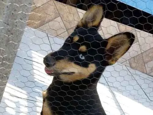 Cachorro ra a husky siberiano/ desconhecido idade 2 a 6 meses nome Amora