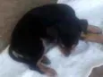 Não tem