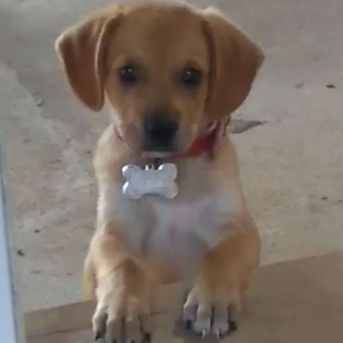 Cachorro raça SRD (vira lata) idade 2 a 6 meses nome Sr.Chiclete