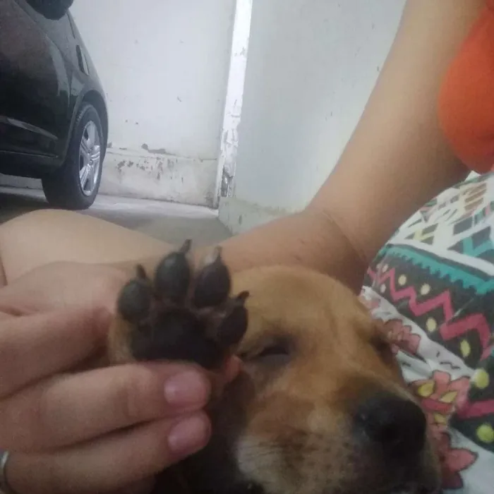 Cachorro raça SRD (vira lata) idade 2 a 6 meses nome Sr.Chiclete