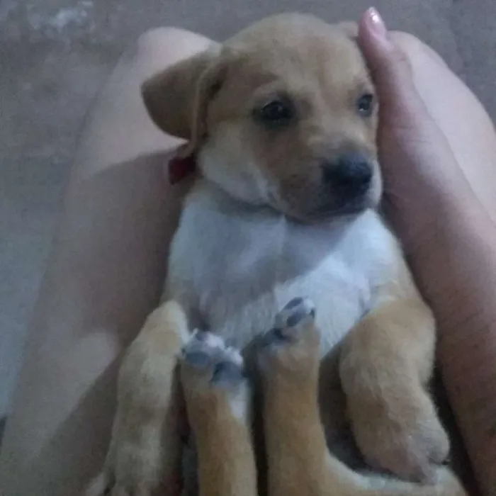 Cachorro raça SRD (vira lata) idade 2 a 6 meses nome Sr.Chiclete
