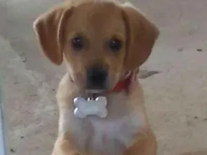 Cachorro raça SRD (vira lata) idade 2 a 6 meses nome Sr.Chiclete