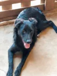Pitoco