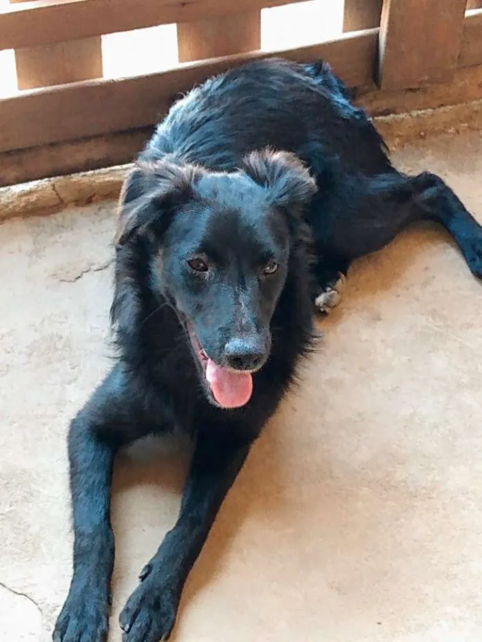 Cachorro ra a SRD idade 1 ano nome Pitoco