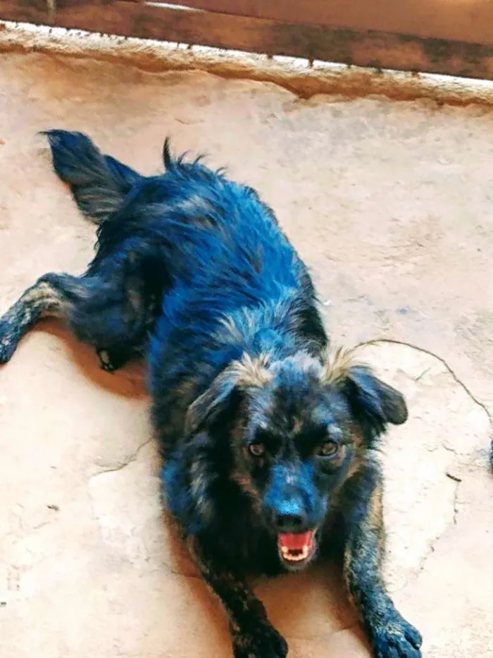 Cachorro ra a SRD idade 1 ano nome Miudinho