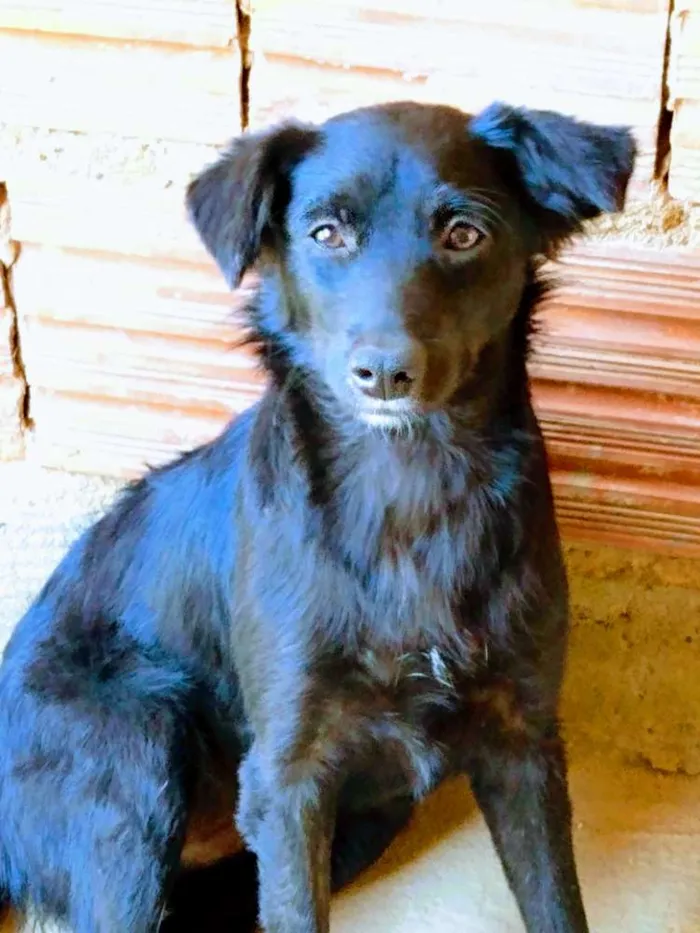Cachorro ra a SRD idade 1 ano nome Nina