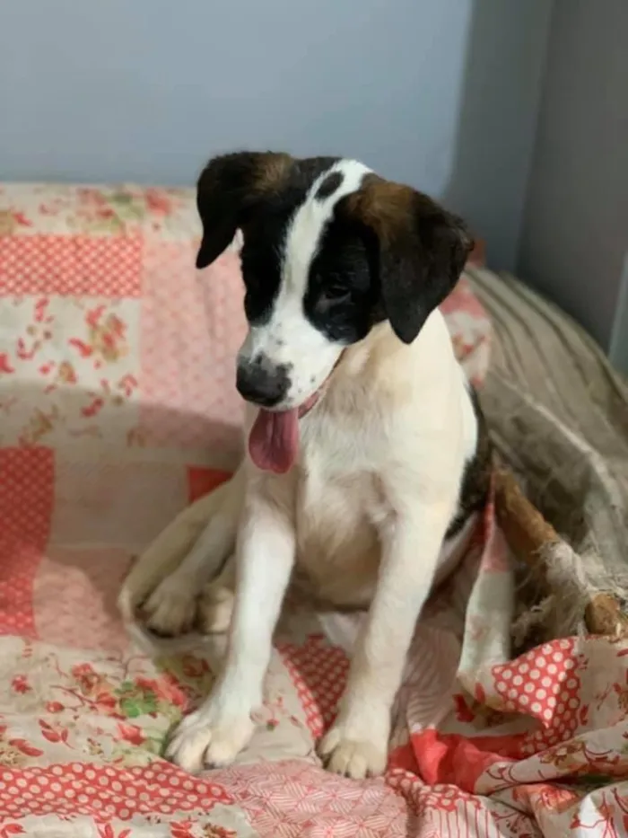 Cachorro ra a SRD idade 2 a 6 meses nome Anita